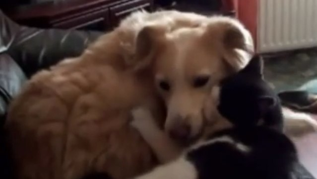 Séquence tendresse entre ce chien et ce chat. Vous ne pourrez pas résister