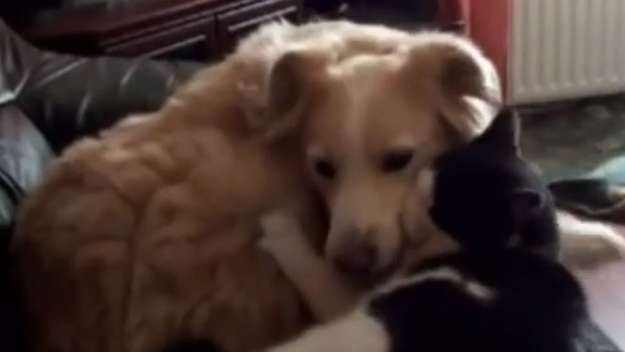 Séquence tendresse entre ce chien et ce chat. Vous ne pourrez pas résister