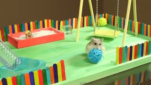 Ce hamster a sa propre cour de récréation. Il s'amuse comme un petit fou
