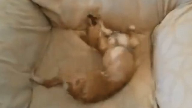 Ce chiot n'a pas le droit de monter sur le canapé. Mais le tentation est parfois trop forte