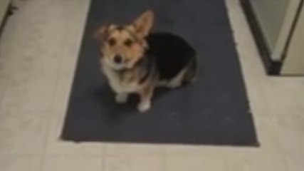 Cette petite chienne semble vouer une admiration pour la voix des Beatles. Vous ne devinerez jamais sa réaction