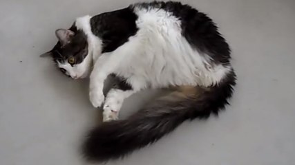 Ce chat n'a malheureusement que deux pattes. Mais cela ne l'empêche pas de vivre, bien au contraire