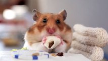 Ce petit hamster est un vrai gourmet. Et son maître l'a bien compris