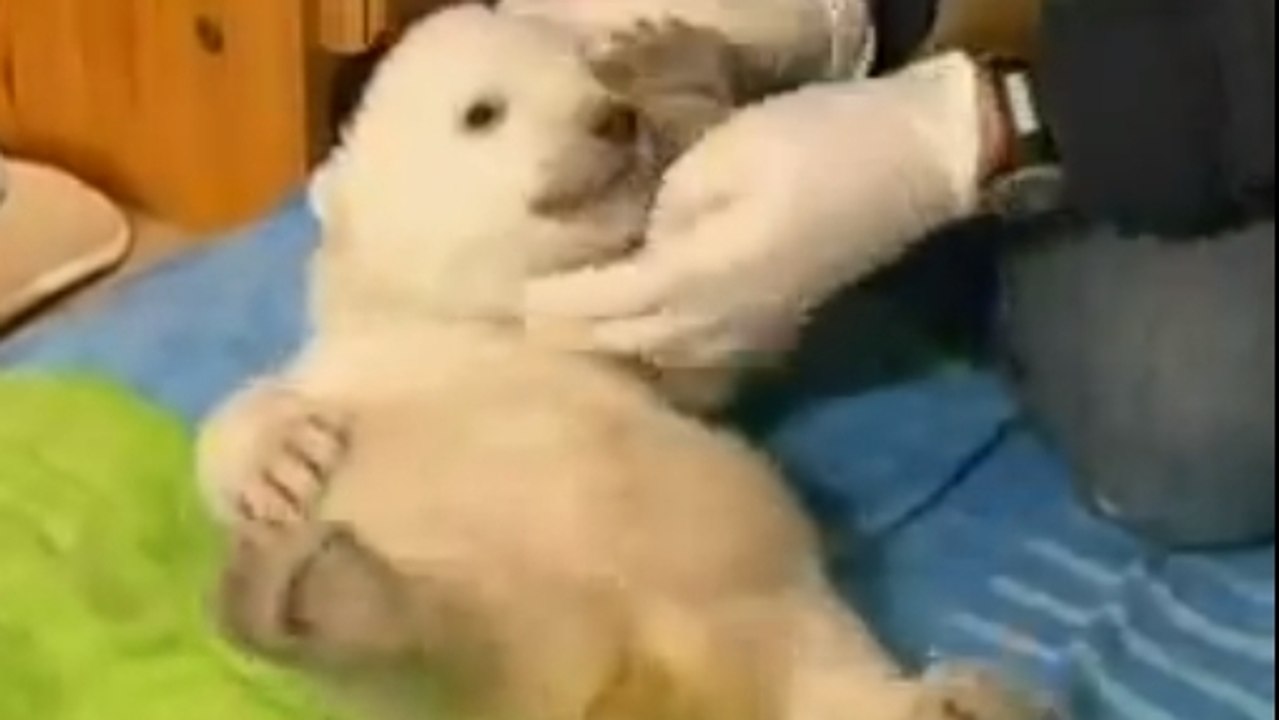 Ce petit ours polaire vient d'apprendre à ramper. Il va vous faire fondre