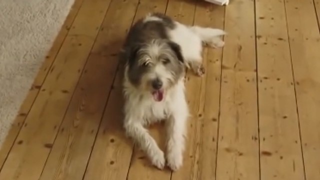 Mais que font les chiens lorsqu'ils sont tous seuls ? Regardez plutôt !