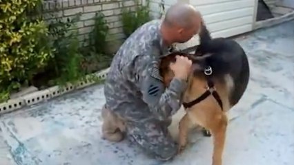 Ce chien jouait à la balle. Et il a eu une excellente surprise