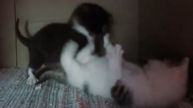 Ces chatons sont très joueurs. Et ils adorent se bagarrer