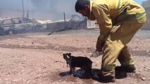 Ce pompier s'est occupé d'un chat sauvé d'un terrible incendie. Un magnifique geste d'humanité