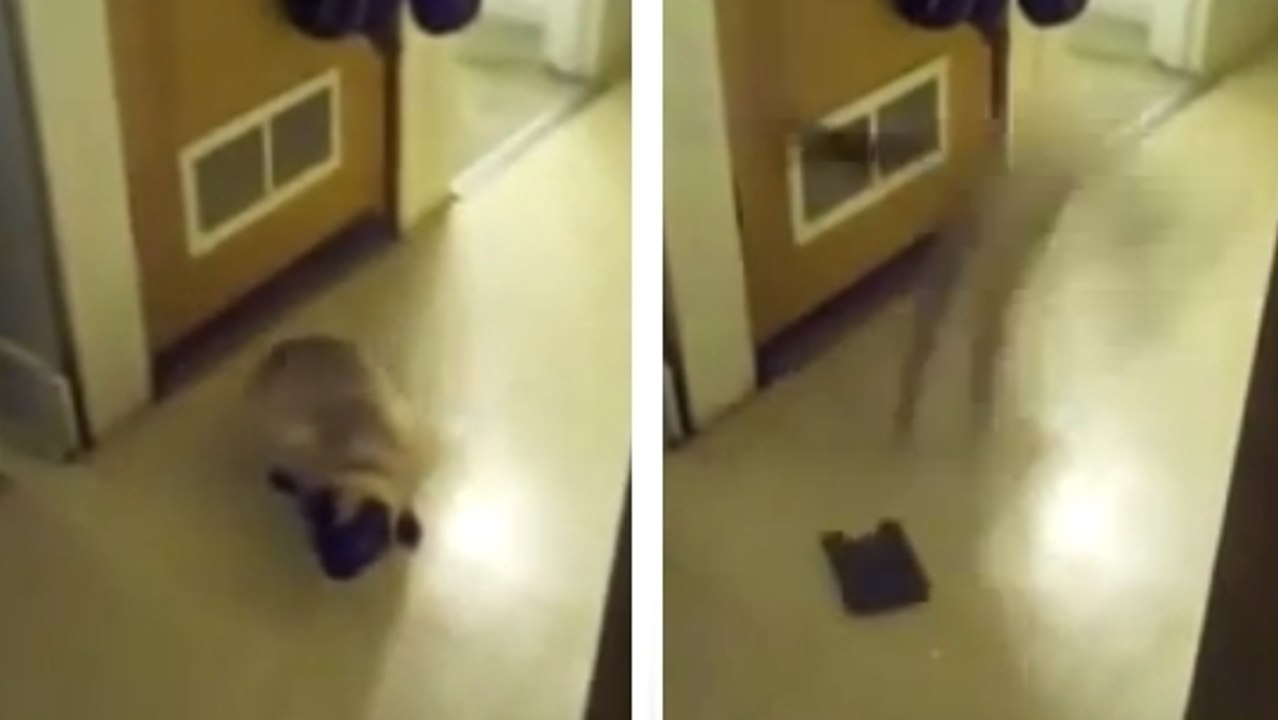 Ce chat était en train de jouer. Mais il a eu la peur de sa vie