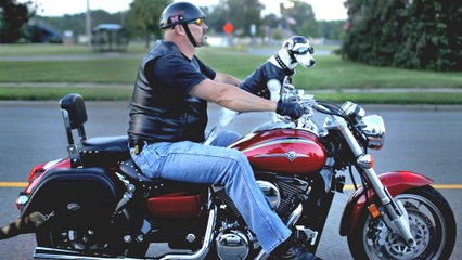Qui a dit que la moto était réservée aux bikers ? Ces chiens nous prouvent le contraire !