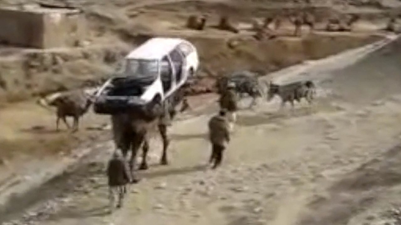 Au Pakistan, les chameaux font quelque chose d'incroyable. Regardez plutôt