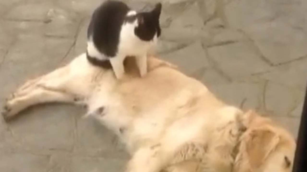 Entre chat et chien, la générosité n’a pas de prix. Découvrez les massages de ces petits félins