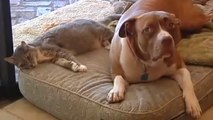Ce chien avait été sauvé par son maître. Il lui a rendu la pareille en sauvant la vie de son chat