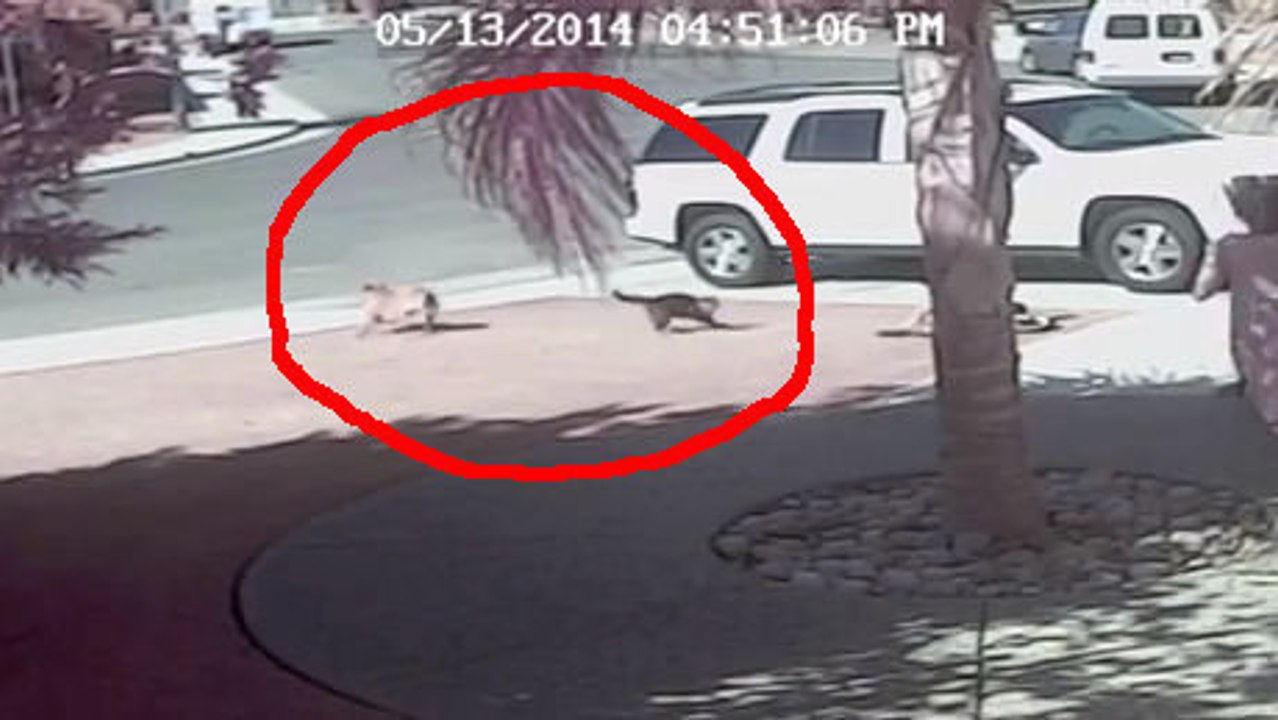 Un chat sauve un petit garçon attaqué par un chien. Vous n’allez pas en croire vos yeux