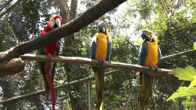 Un matrimonio boliviano construye un enorme santuario para animales víctimas del tráfico ilegal