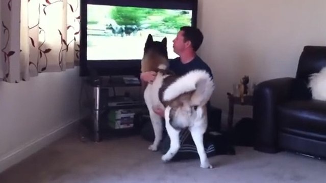 Ce chien est très protecteur envers ses maîtres. Et voilà sa réaction lorsqu'il voit un ours à la télévision