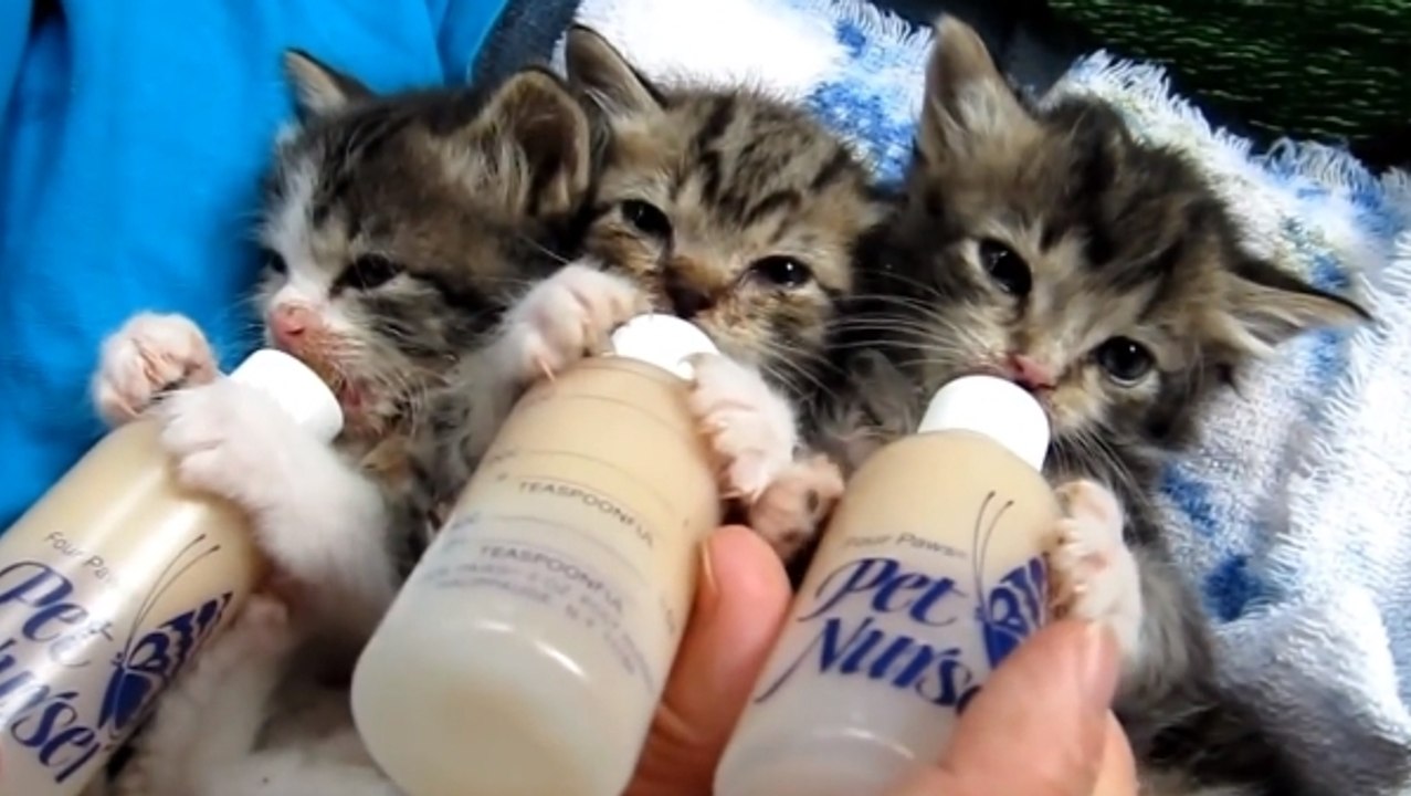 L'heure du repas a sonné pour ces trois chatons. Et attention, ils risquent de vous faire fondre
