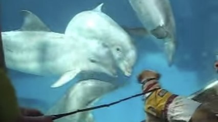 Ces dauphins rencontrent un chien pour la première fois. Leur réaction est assez inattendue