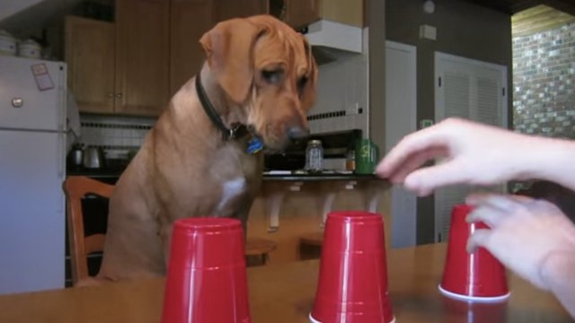 Ce chien est le plus intelligent du monde. Vous ne devinerez jamais ce qu'il est capable de faire