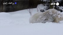 الدب القطبي هادسون يتدحرج فوق الثلج في حديقة حيوانات بروكفيلد في إلينوي