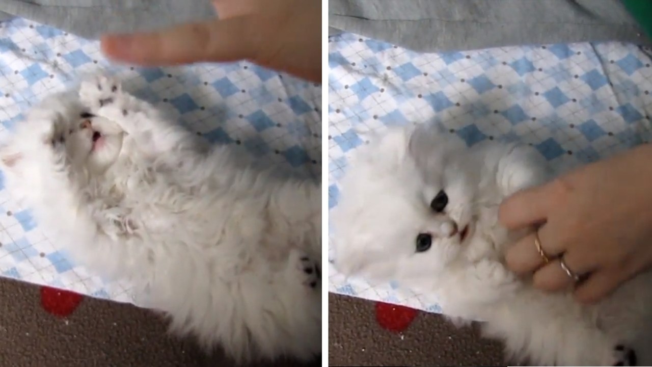 Ce chaton adore qu'on lui gratte le ventre. Il va vous faire craquer