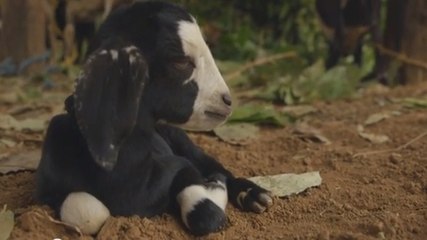 Ce chevreau se reposait tranquillement. Mais un événement inattendu est venu perturber sa quiétude