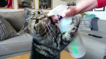 Ce chat possède une drôle d'addiction. Vous n'allez pas en revenir