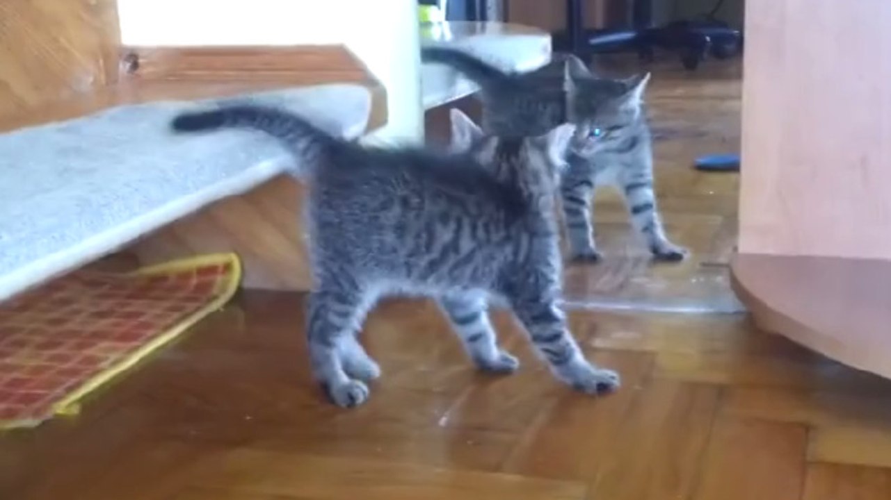 Ce chaton se découvre dans le miroir pour la première fois. Sa réaction est hilarante