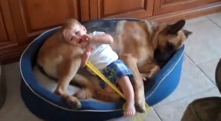 Ce chien est le plus doux du monde. Regardez le jouer avec cet enfant