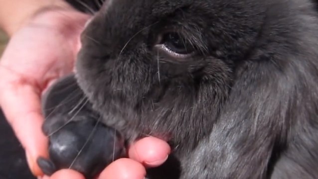 Cette lapine fait la toilette de son petit quelques heures après sa naissance. Ils vont vous faire craquer