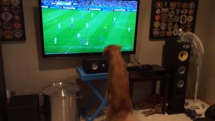 Ce chien adore regarder la coupe du monde de foot. Sa réaction devant le match va vous étonner