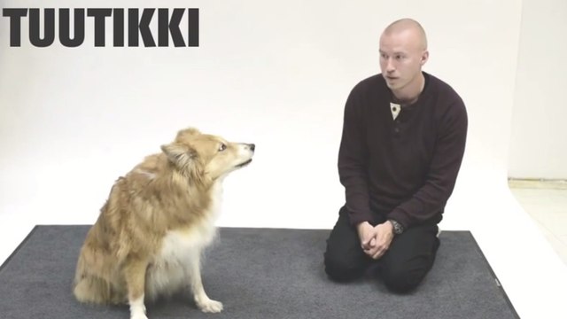 Ces chiens réagissent en entendant des aboiements humains. Leurs réactions sont étonnantes