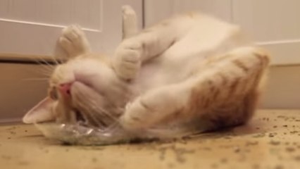 Ce chat a enfin trouvé la cachette de son herbe. Sa réaction ne se fait pas attendre