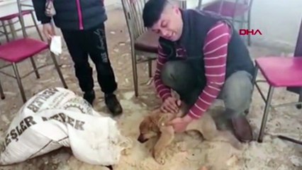 Donmak üzere olan yavru köpeği belediye ekipleri ateş yakarak ısıttı