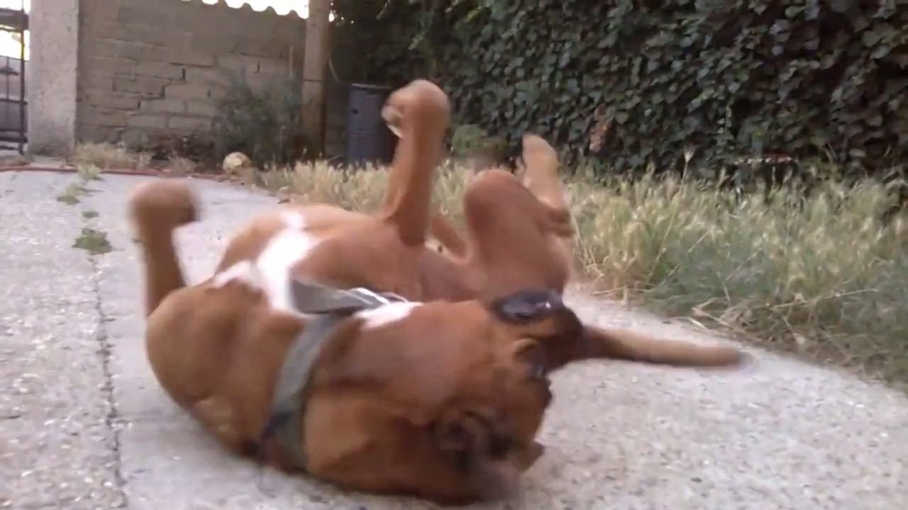 Cette chienne a une drôle de façon de jouer. Vous n'allez pas en revenir