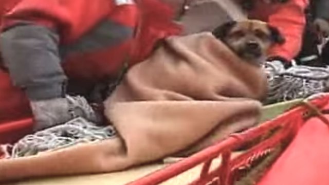 Après un tsunami, ce chien s'est trouvé pris au piège. Mais ces sauveteurs lui ont sauvé la vie