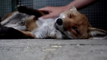 Ce renard est incroyablement affectueux. Vous n'avez jamais vu ça