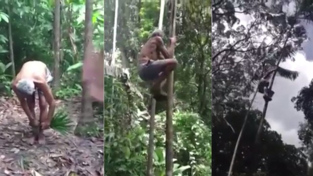 Cet homme parvient à grimper aux arbres. Même quand ils n'ont pas de branches !