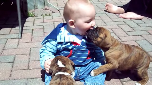 Ces deux chiots ont trouvé un nouvel ami. Et ils ont l'air de l'adorer