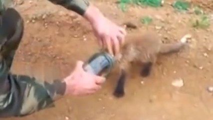 Ce petit renard se retrouve coincé. Vous n'allez jamais deviner comment il va s'en sortir