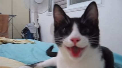 Ce chat a un petit problème. Il est persuadé d'être un chien