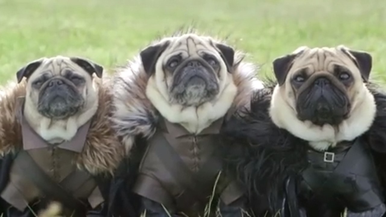Ces chiens sont fans de Game of Thrones. Et ce sont de très bons acteurs