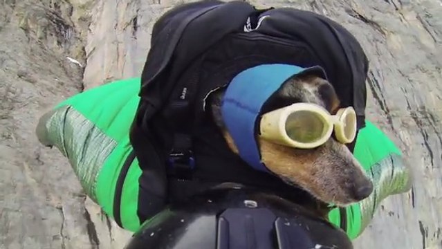 Ce chien est un vrai casse-cou. Vous n'allez pas en revenir