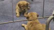 Ce chien vient de découvrir son reflet. Sa réaction est craquante