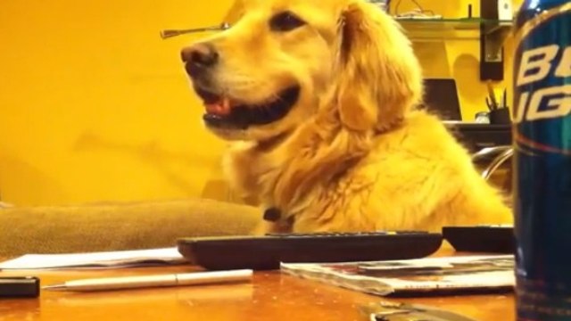 Ce chien est un grand fan de guitare. Découvrez sa réaction quand son maître en joue