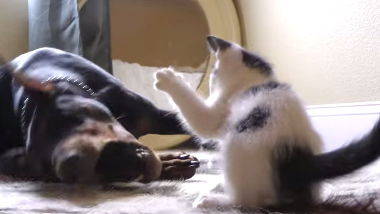 Ce chaton n'a peur de rien... Et surtout pas de ce Dobermann