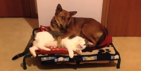 Ces chats s'en prennent aux niches des chiens. Les réactions ne se font pas attendre !