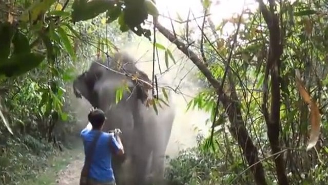 En pleine forêt, un touriste observe de près un éléphant. Il ne s’attendait pas à ce qu’il va suivre