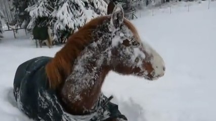 Ce cheval est très joueur. Surtout lorsqu'il y a de la neige
