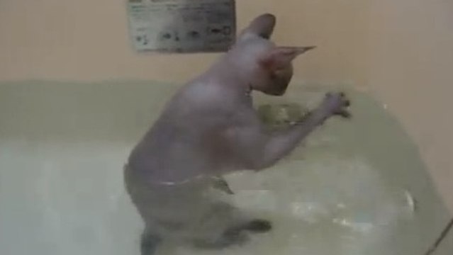Contrairement à d’autres, ce chat adore jouer dans l’eau. Regardez comme il s’amuse